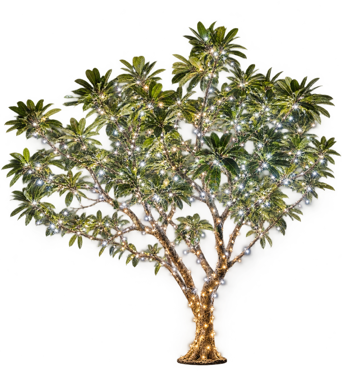 Light Tree